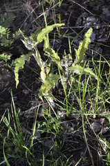 Cynoglossum officinale