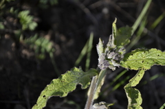 Cynoglossum officinale