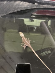 Anolis carolinensis
