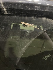 Anolis carolinensis