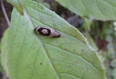 Ochetarcha miraculosa