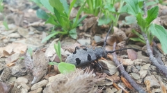 Morimus funereus