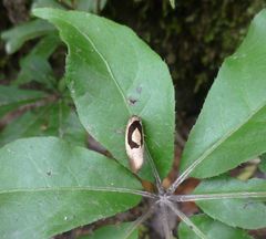 Ochetarcha miraculosa