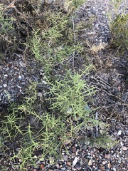 Koeberlinia spinosa
