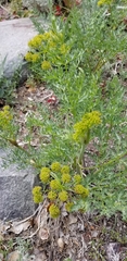 Lomatium multifidum