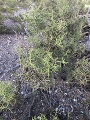 Koeberlinia spinosa