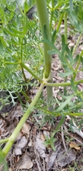 Lomatium multifidum