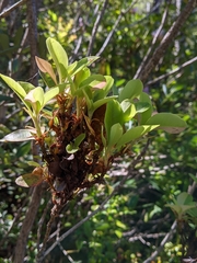 Exobasidium vaccinii-uliginosi