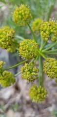 Lomatium multifidum