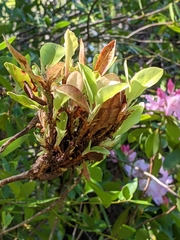 Exobasidium vaccinii-uliginosi