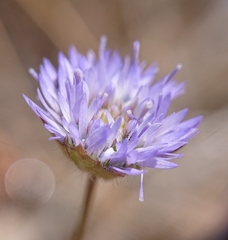 Jasione blepharodon