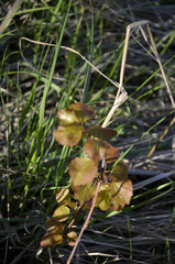 Populus tremula