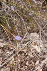 Jasione blepharodon