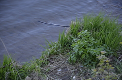 Angelica archangelica