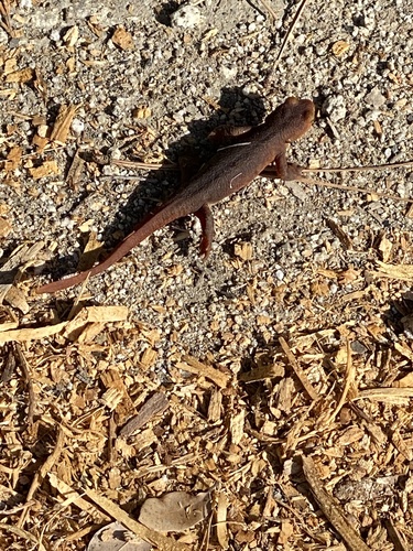 iNaturalist observation photo of Sierra Newt