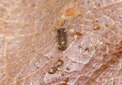 Lepinotus