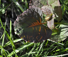 Reynoutria × bohemica