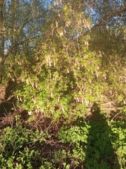 Acer negundo