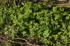Chelidonium majus