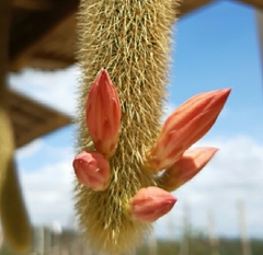 Cleistocactus winteri