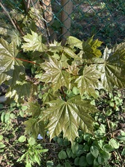 Acer platanoides