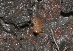 Arcitalitrus sylvaticus