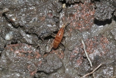 Arcitalitrus sylvaticus