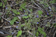 Glechoma hederacea