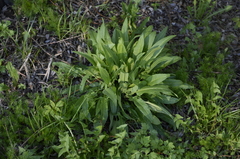 Bunias orientalis