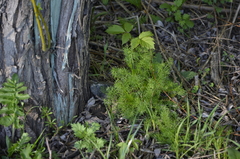 Tripleurospermum inodorum
