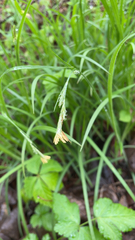 Carex hirtifolia