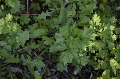 Artemisia vulgaris