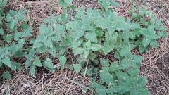 Teucrium vesicarium