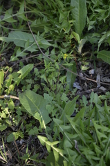 Erysimum cheiranthoides
