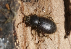 Eleodes littoralis