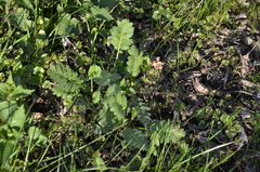 Magnoliopsida