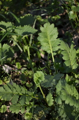 Magnoliopsida