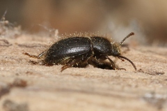 Eleodes littoralis
