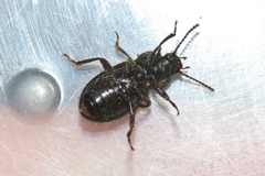 Eleodes littoralis