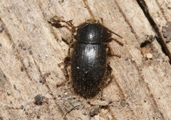 Eleodes littoralis