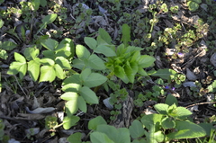 Angelica archangelica