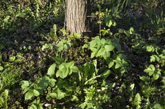 Aegopodium podagraria