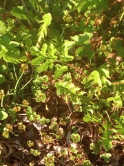 Heracleum sphondylium sibiricum