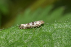 Digitivalva granitella