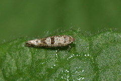 Digitivalva granitella