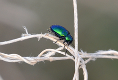 Chrysochus