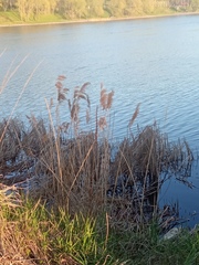 Phragmites australis