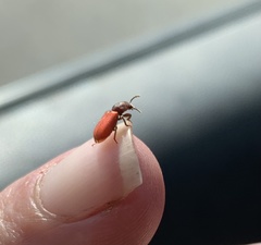 Zenodosus sanguineus