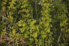 Rubus idaeus