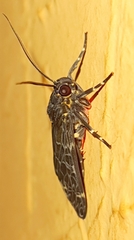 Eucereon compositum